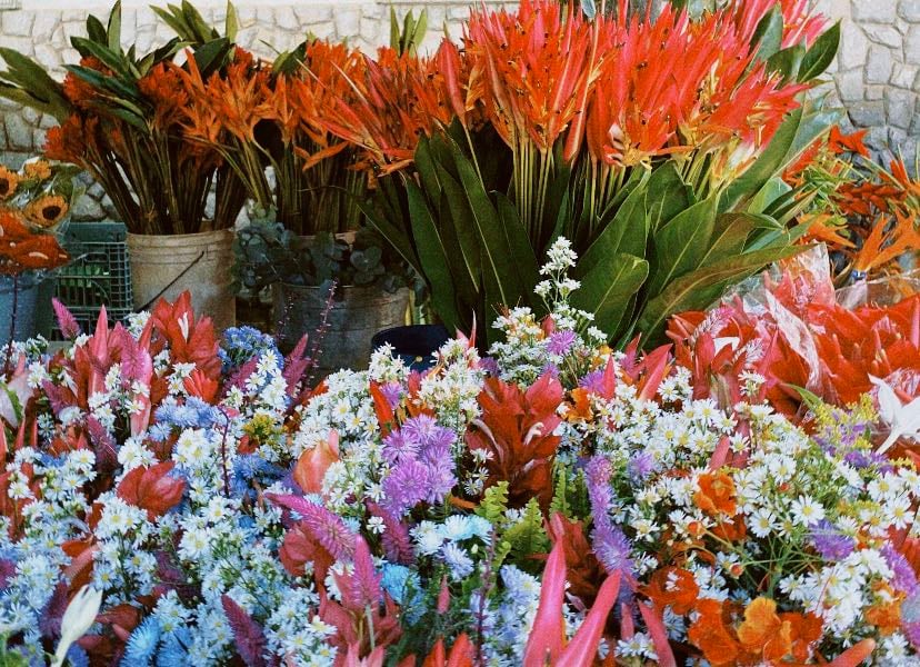 Plantas/flores favs