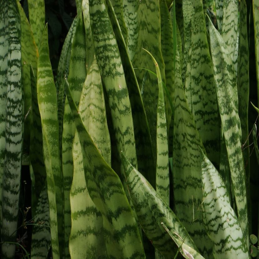 Espada de São Jorge
