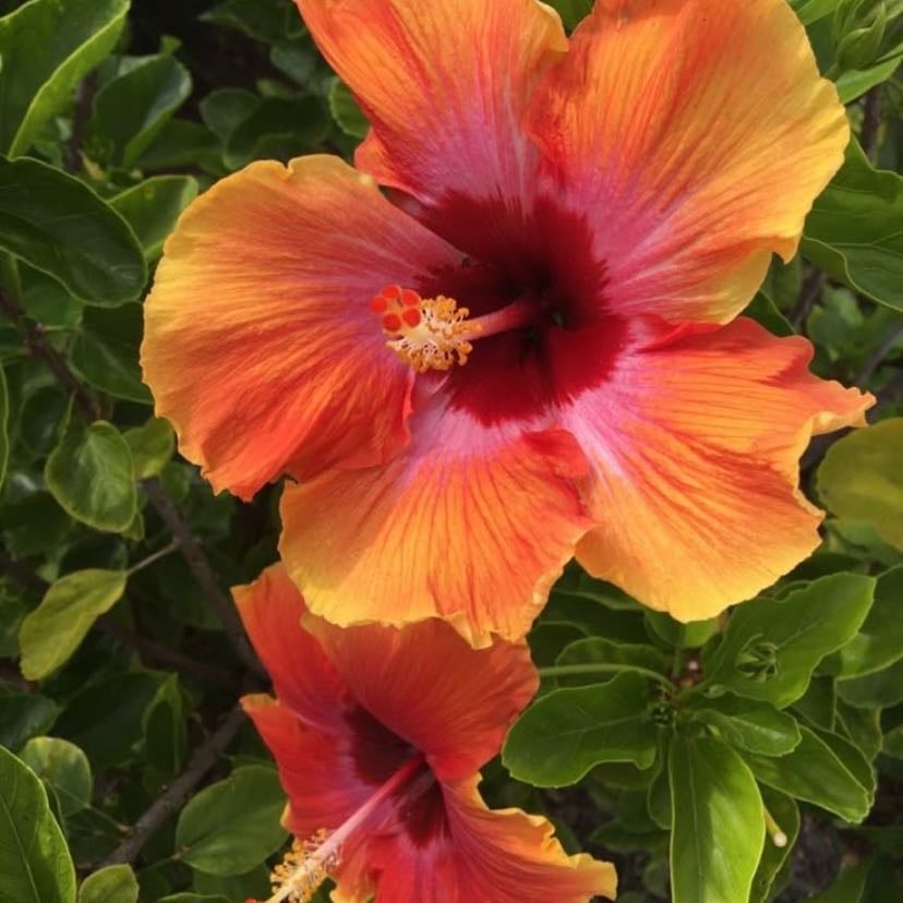 Hibisco