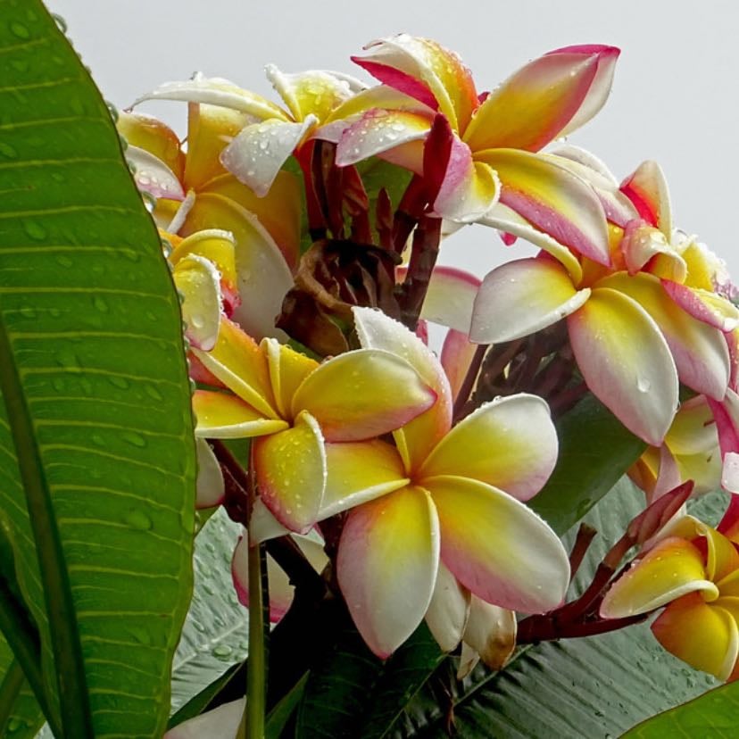 jasmim manga - plumeria