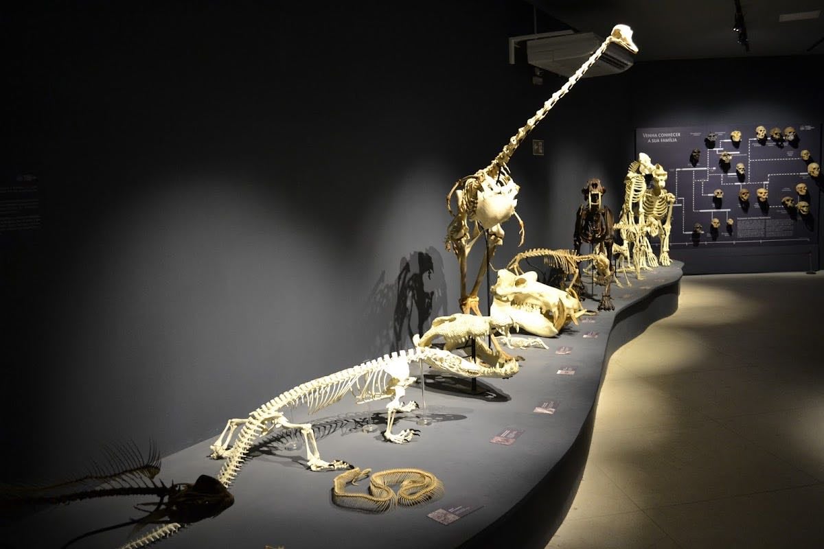 Museu de Ciências da Vida - MCV