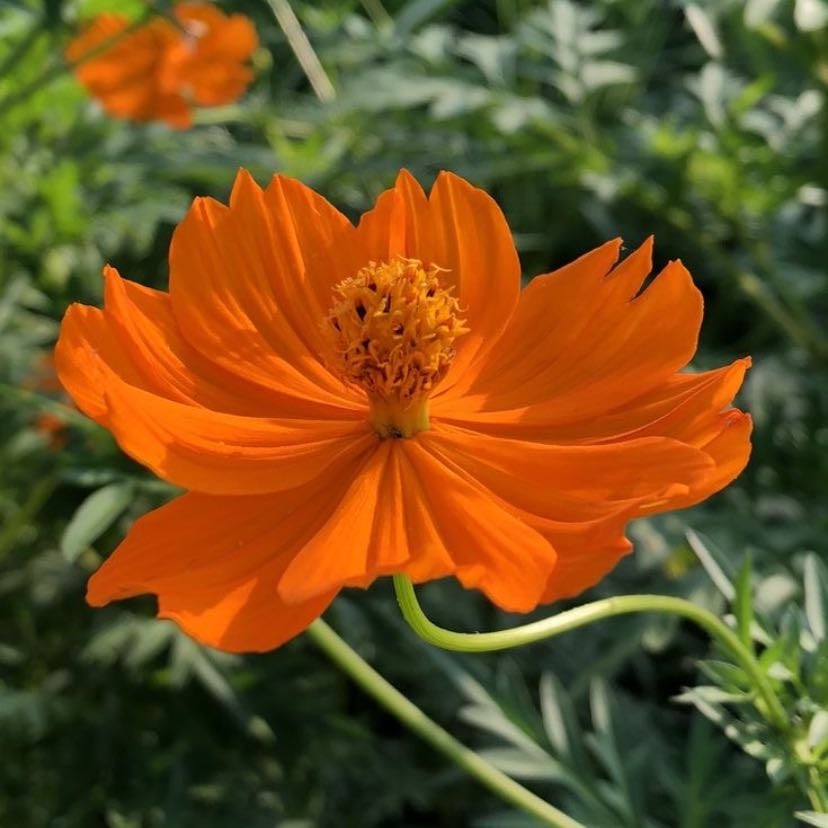 cosmos