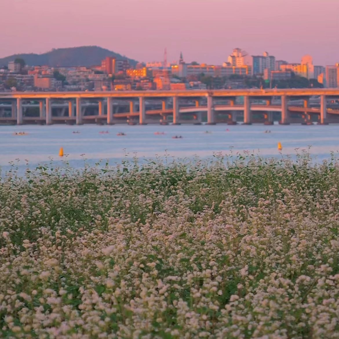 Seorae Island Seoul - Buckwheat flowers