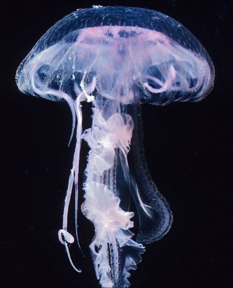 jellyfish