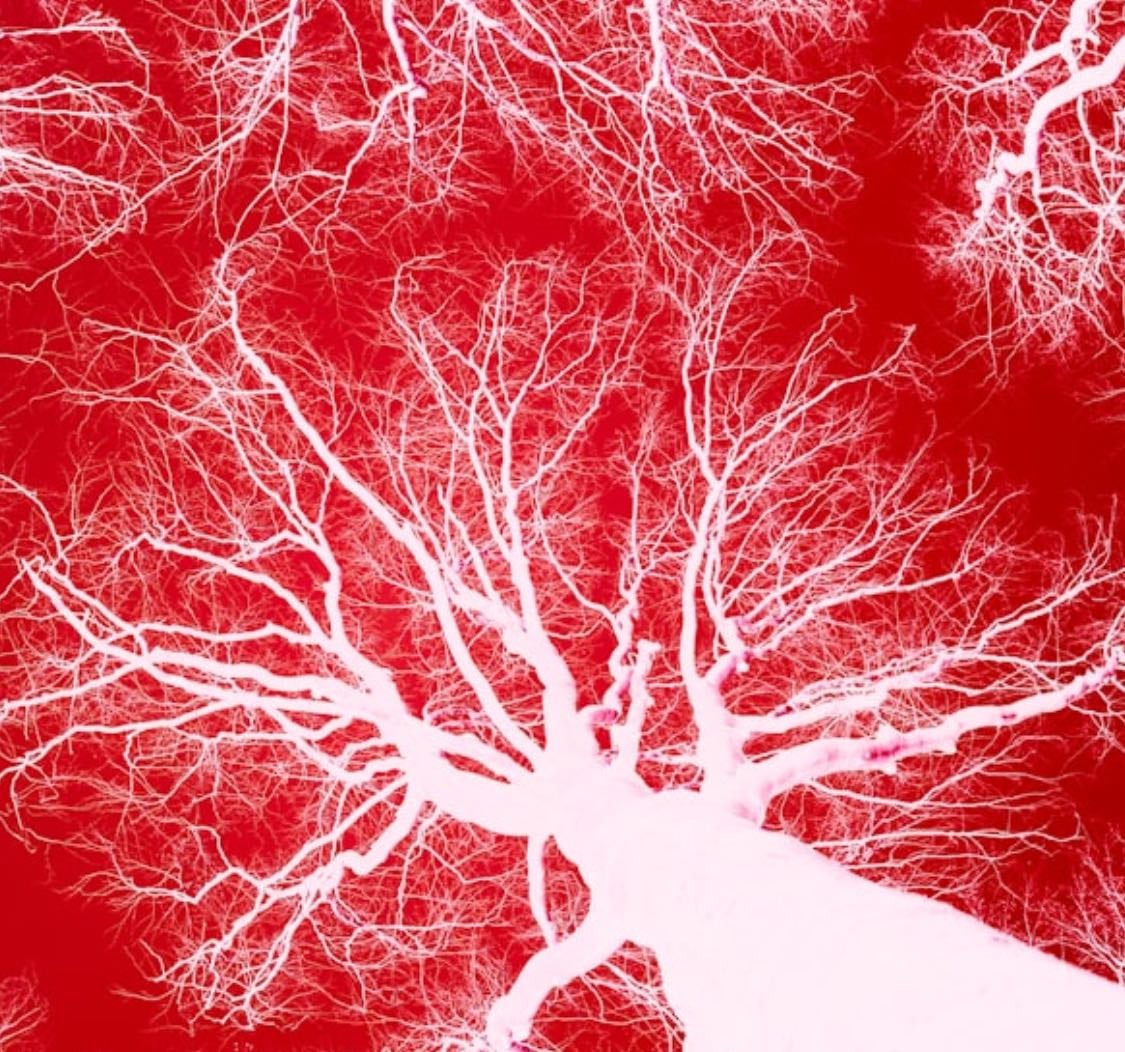 Fav blood vessels - Other hypelist by Carlamel