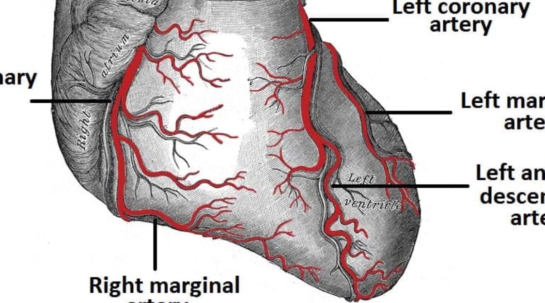 Coronary arteries - Underrated