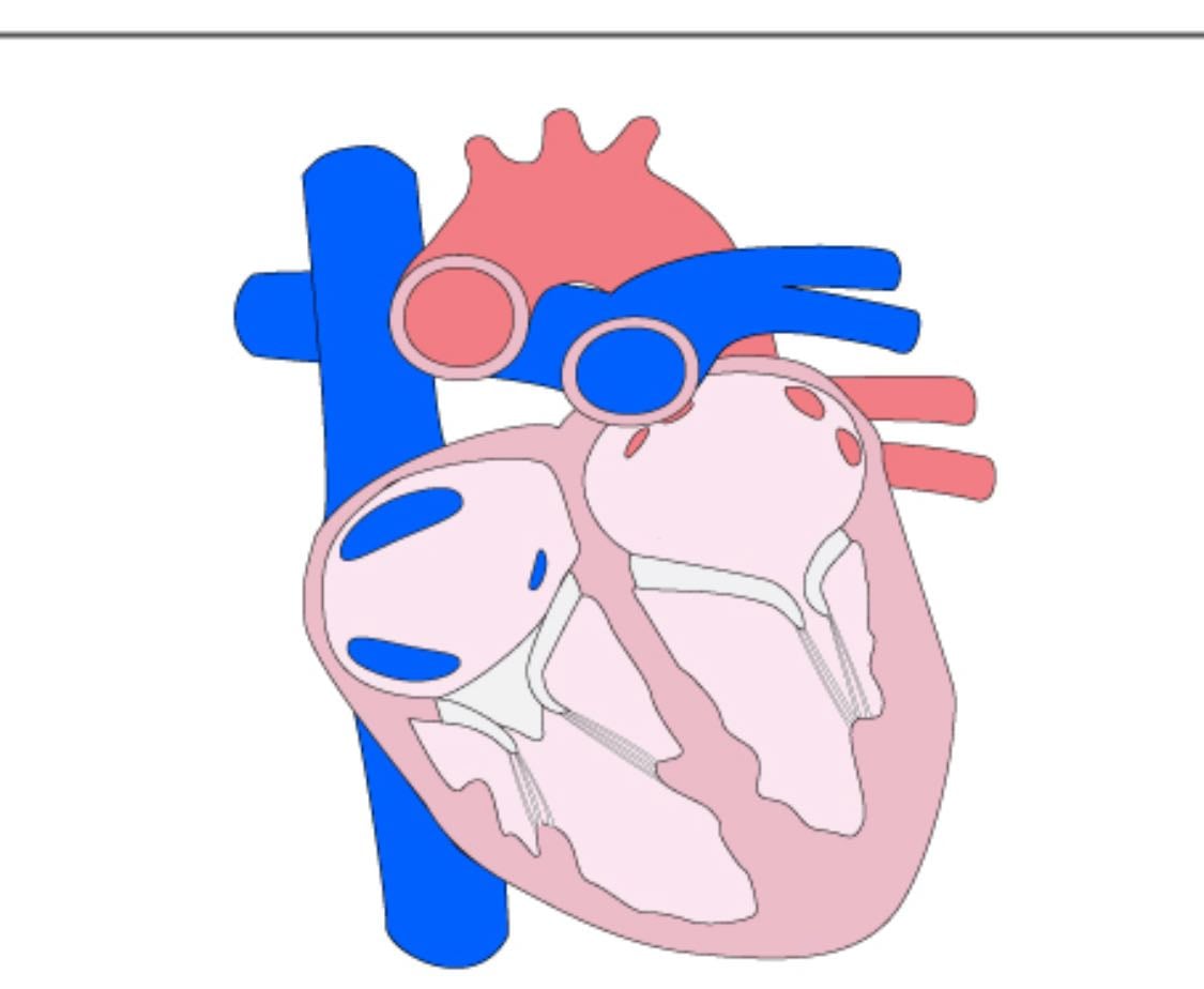 Pulmonary vein - Cuz its acc an artery?!?