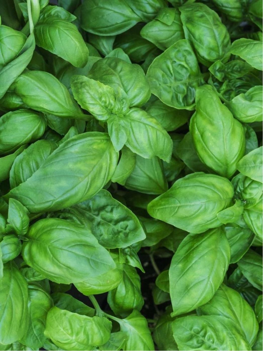 basil