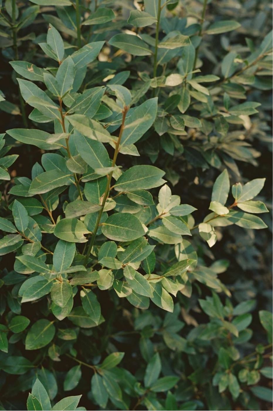 bay leaves
