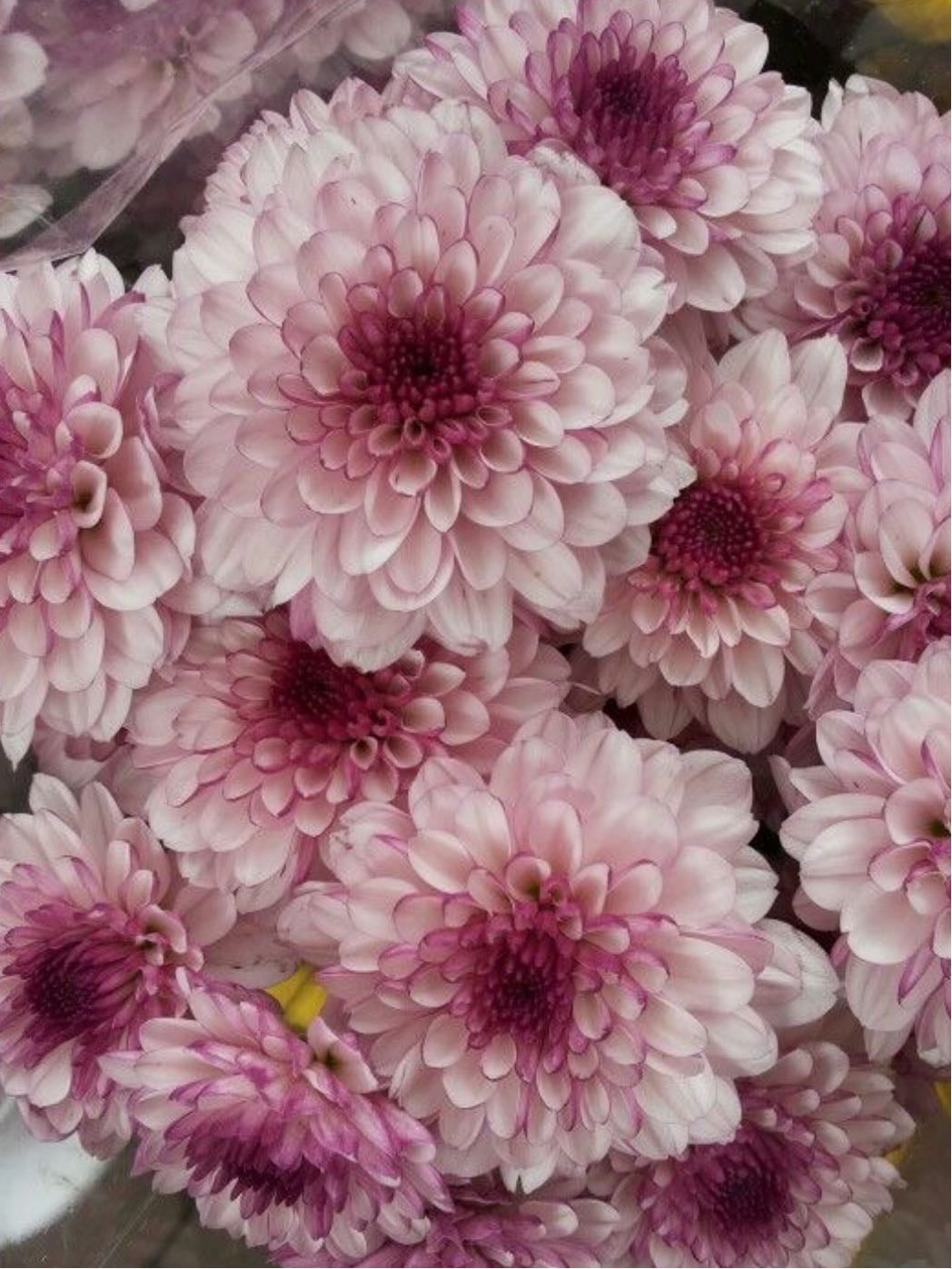 chrysanthemum - roaches