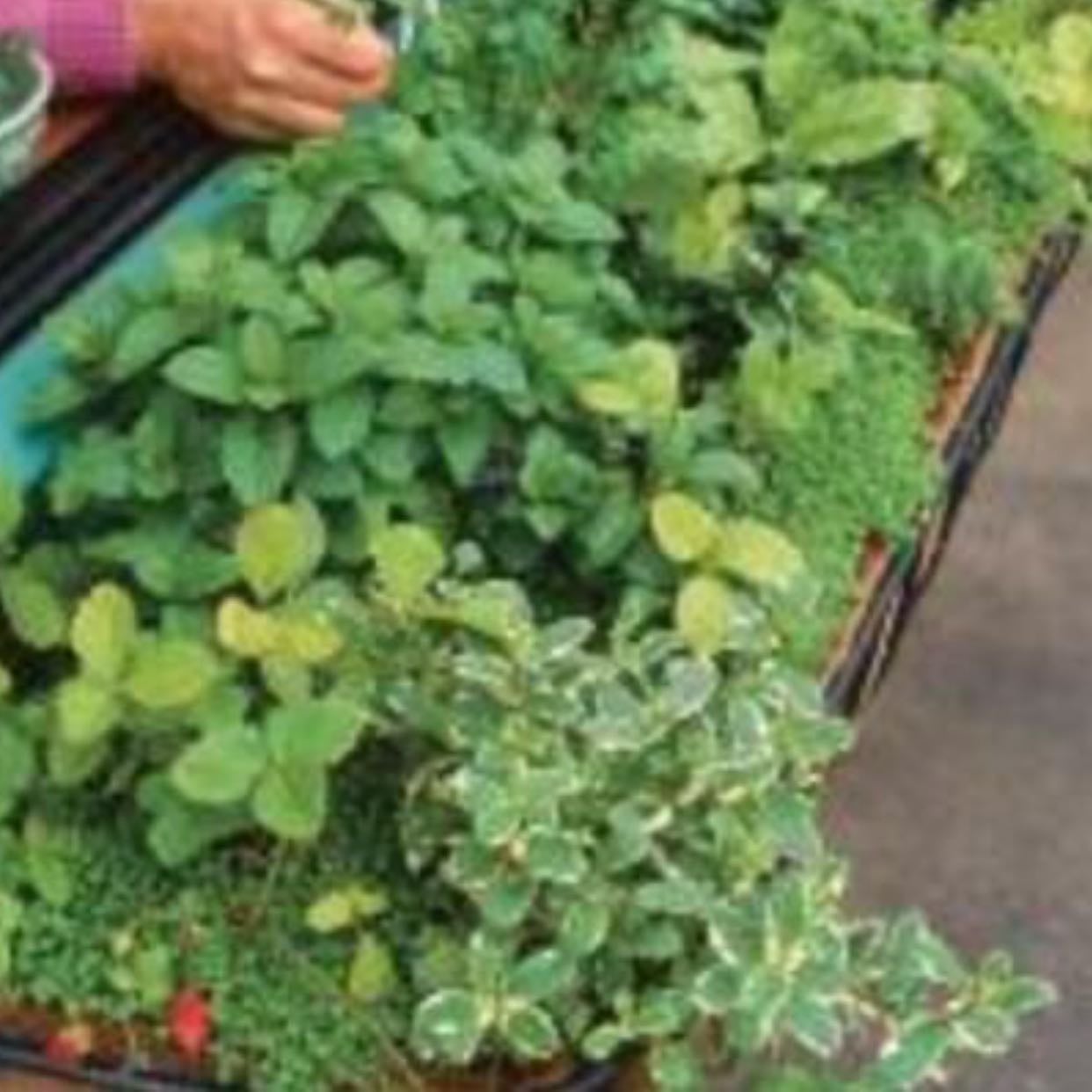 herb growing