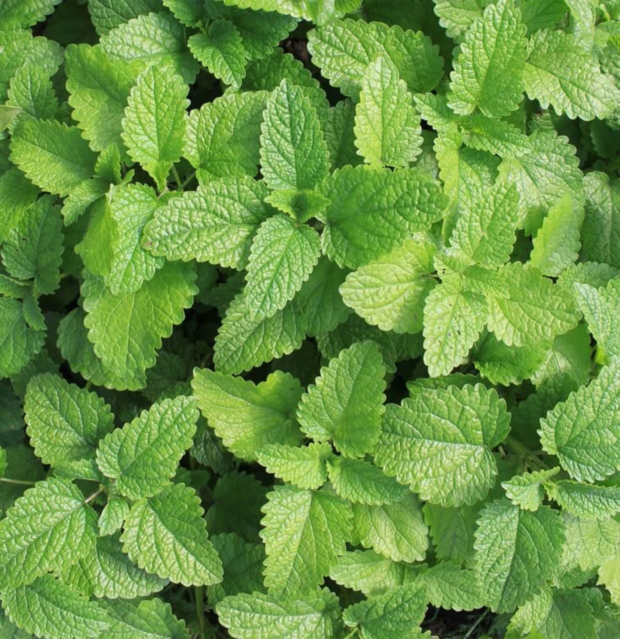 mint