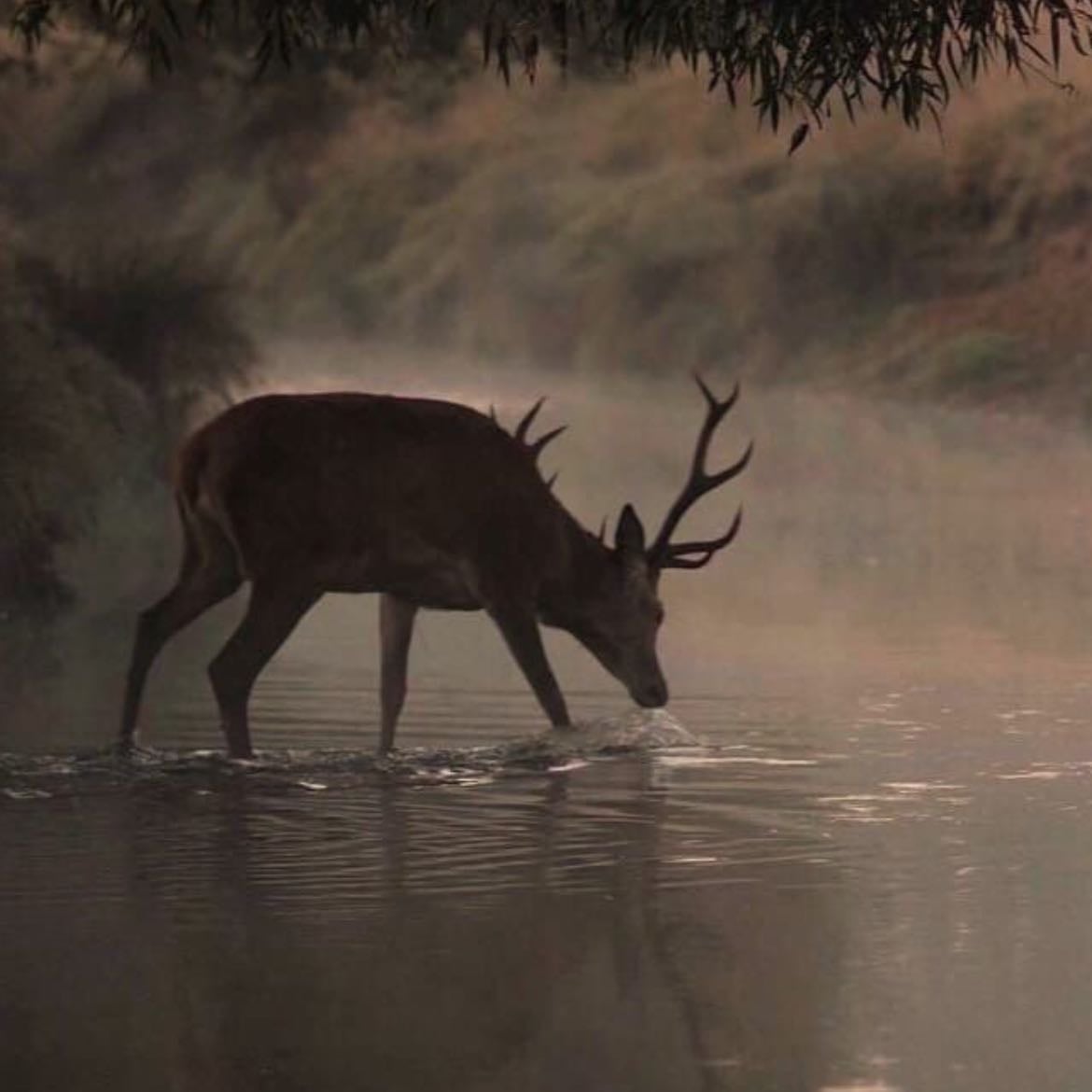 Deer - Animal alignment