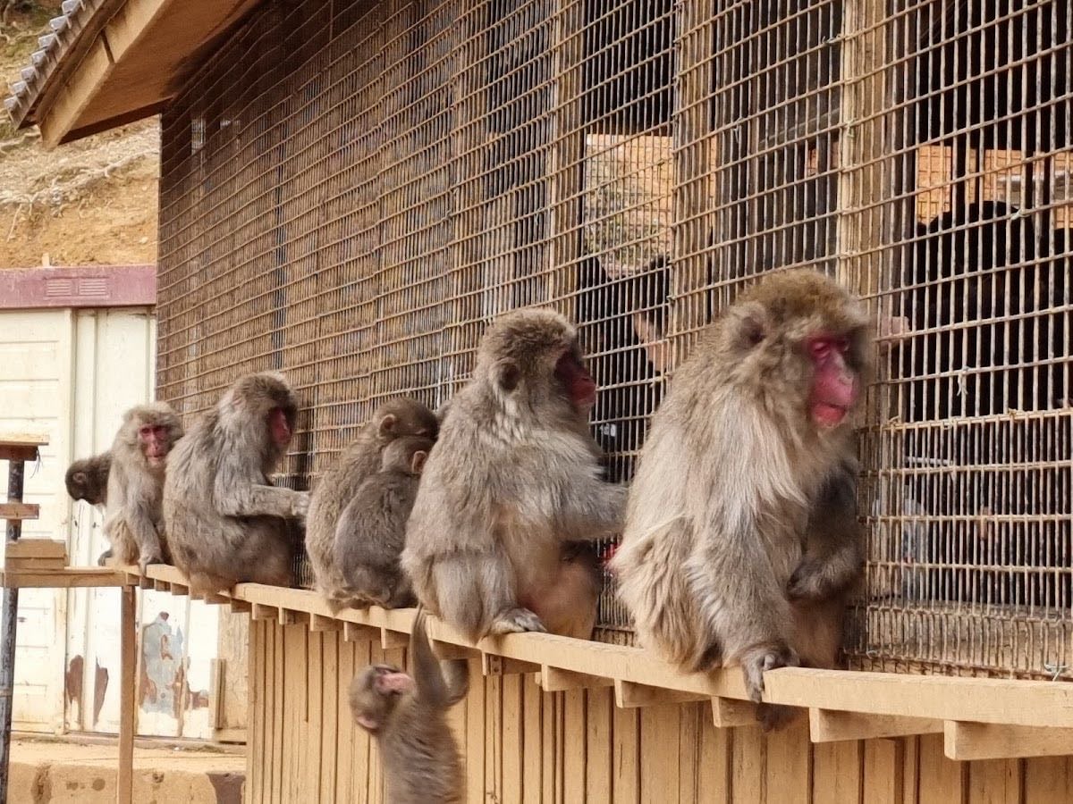 Iwatayama Monkey Park