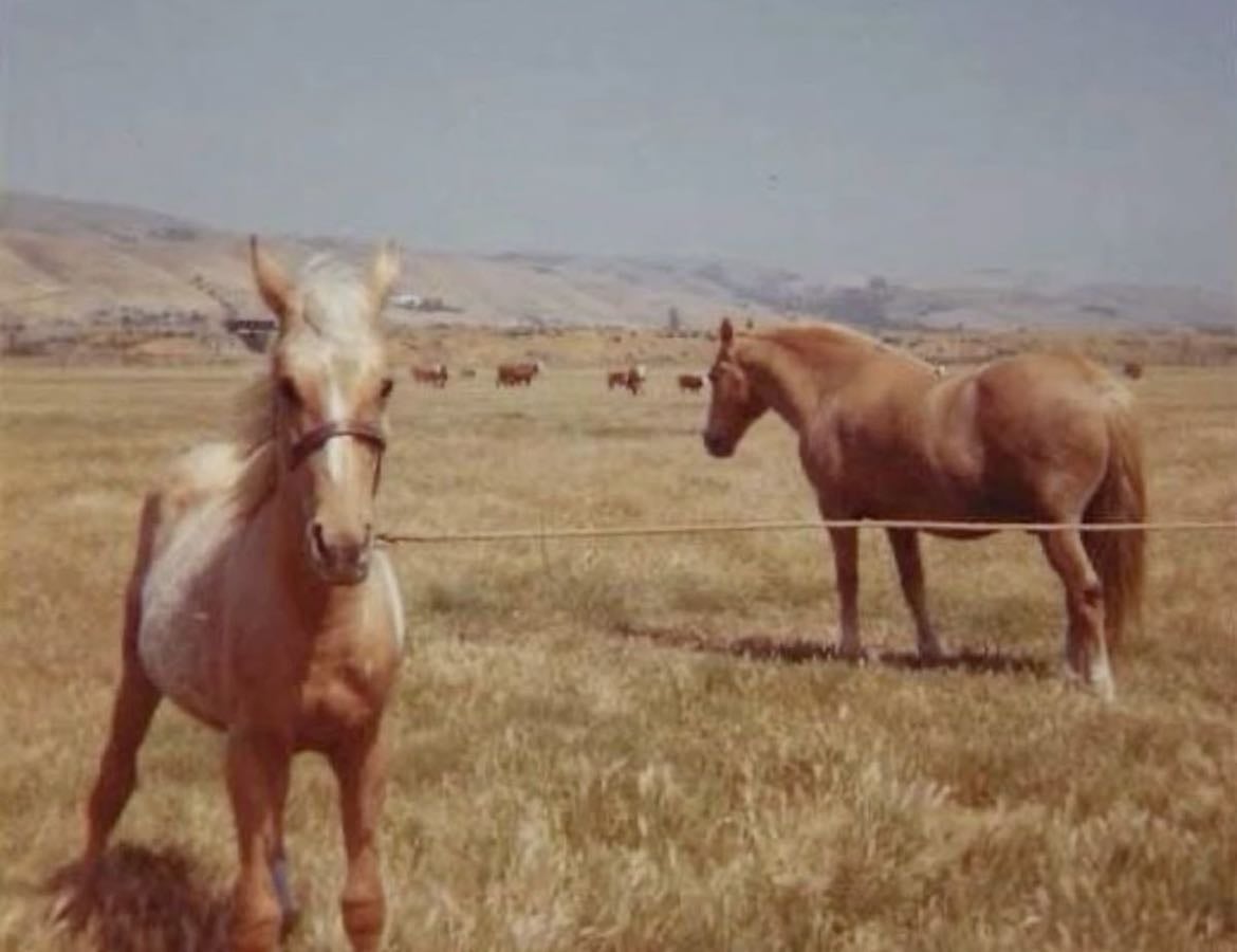 texas bucklist