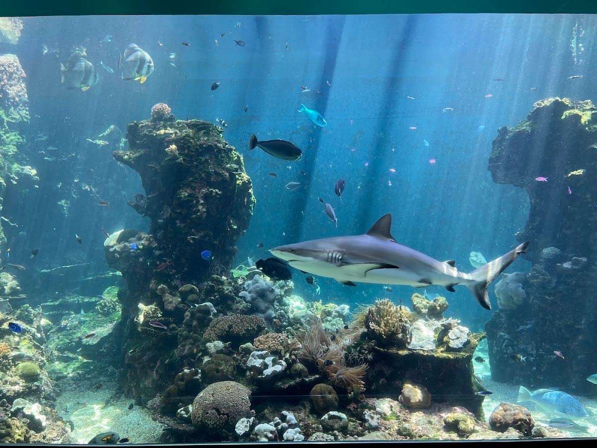 Aquarium des Lagons