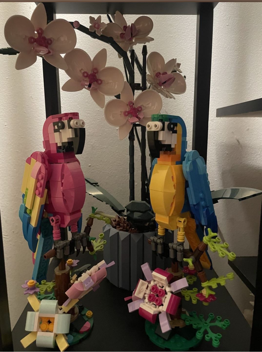 Parrot
