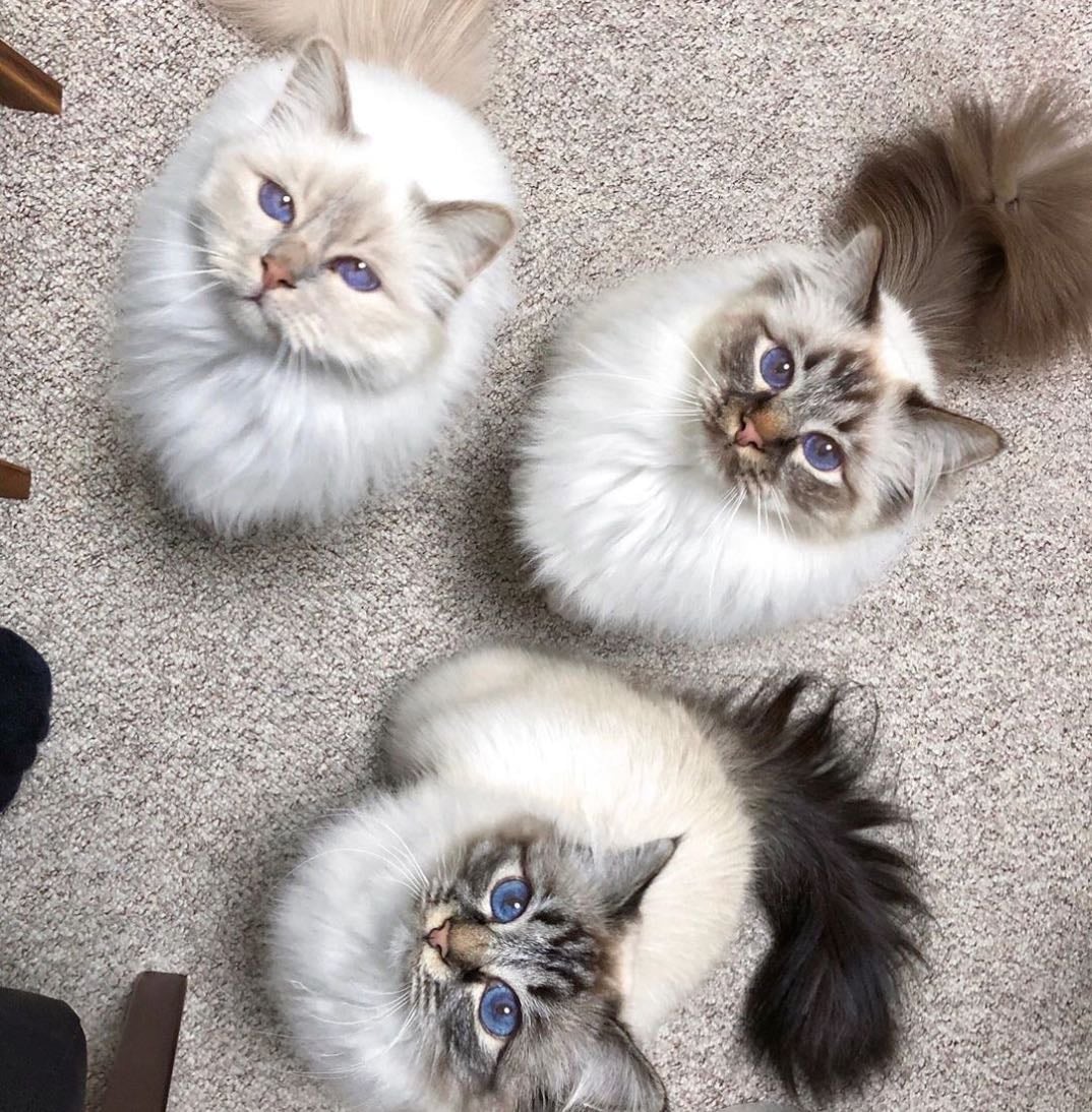 lifetime whiskers wishlist 🐈💘 - Other hypelist by khanyi 🐞