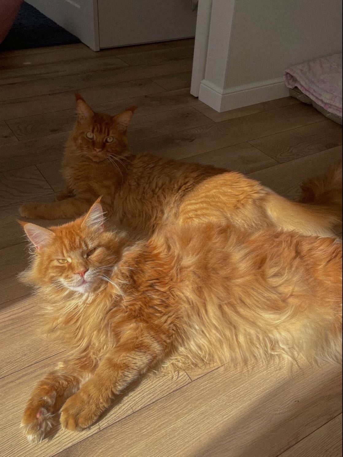 orange maine coon