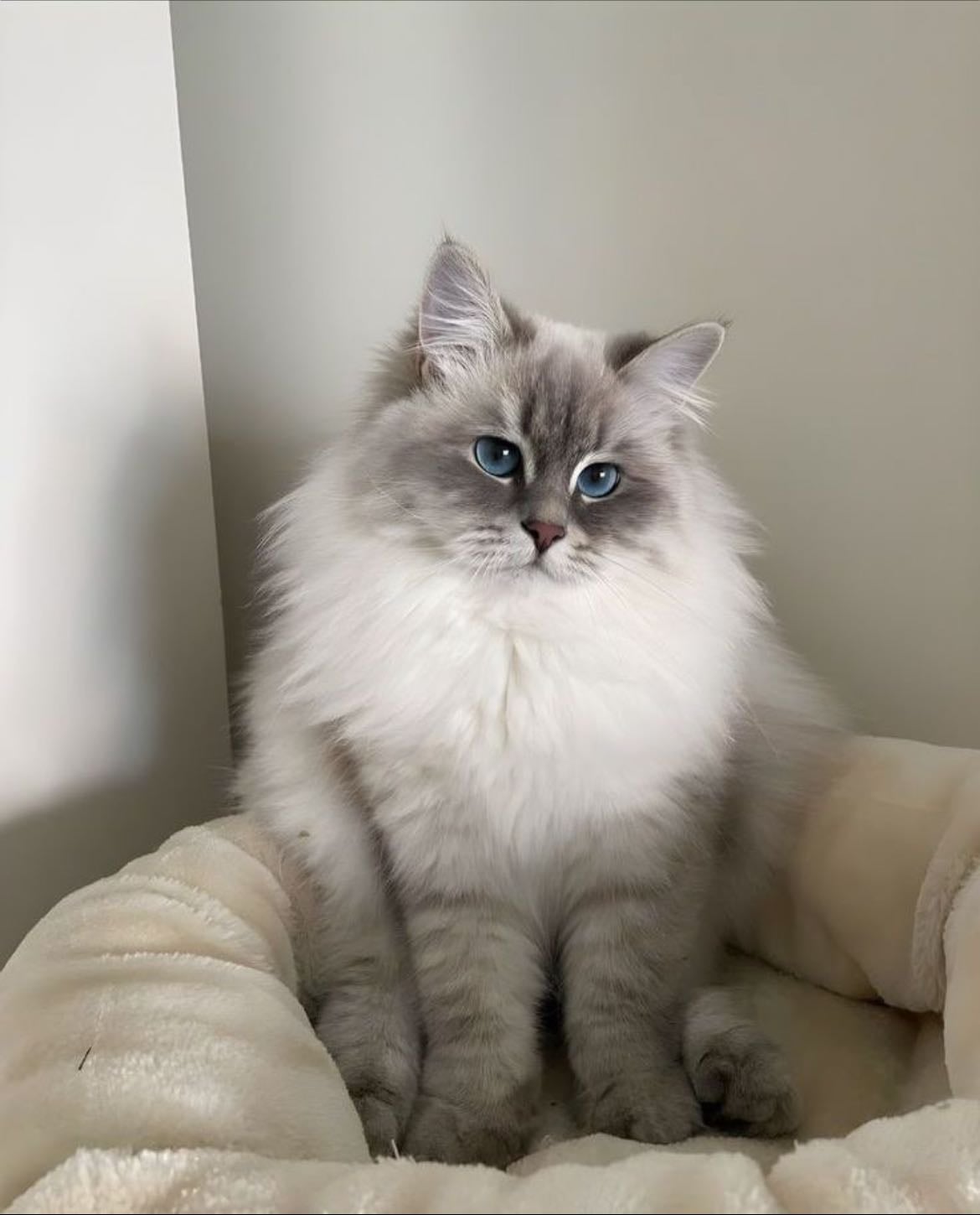 grey & white siberian