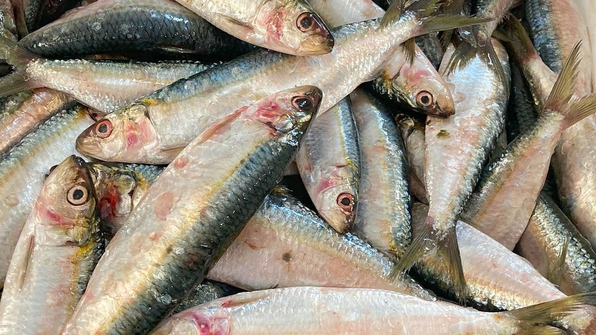 Montoza Pescados