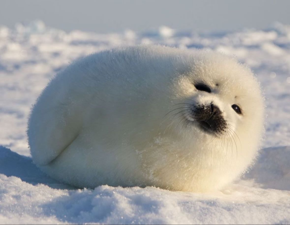 Weddell seal