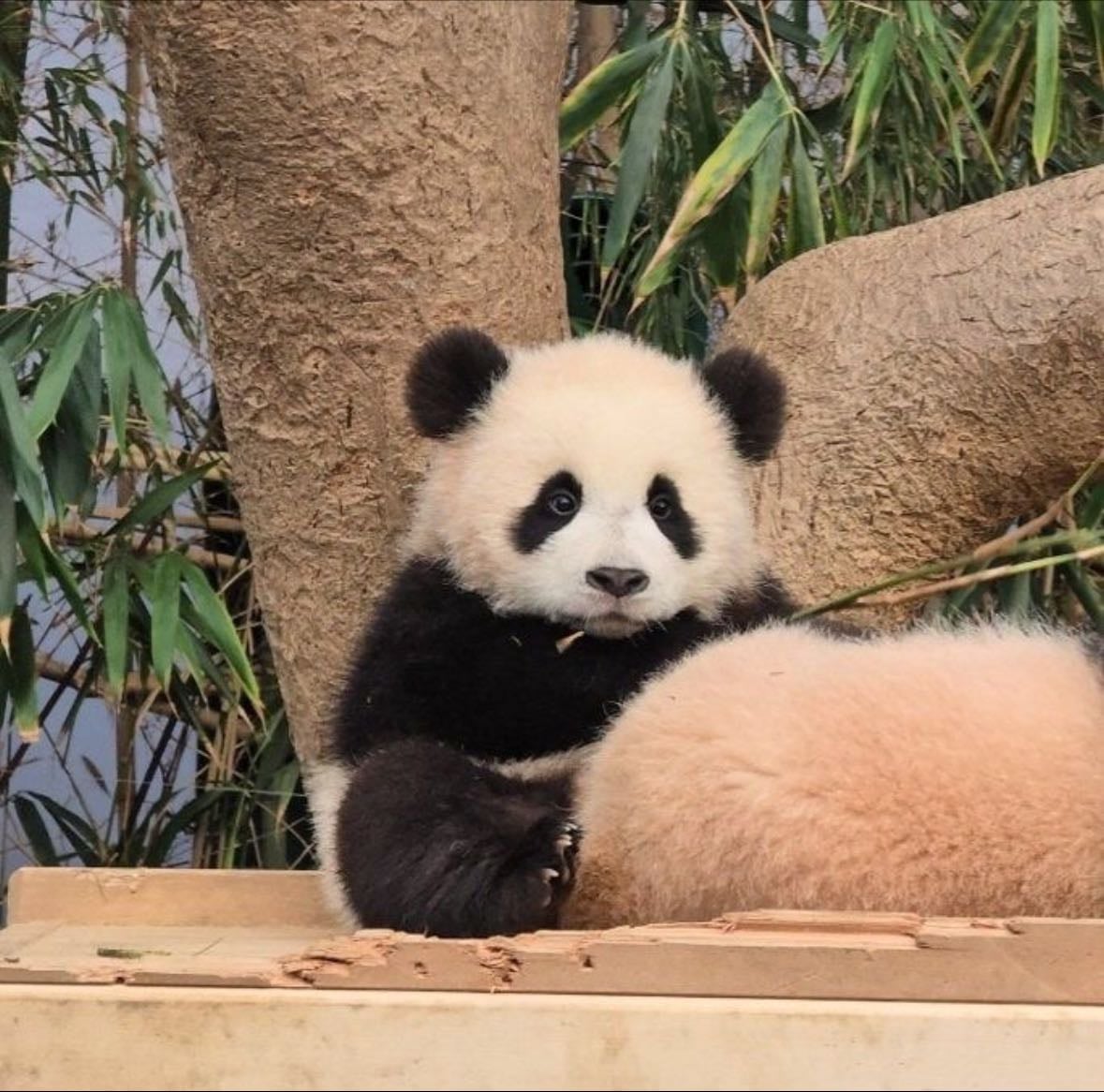 Panda