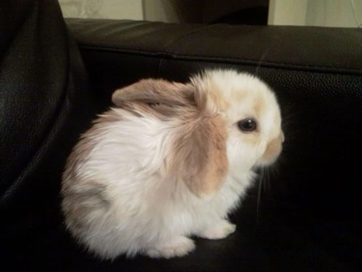 Bunny