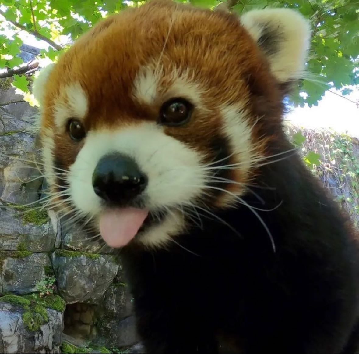 Red panda