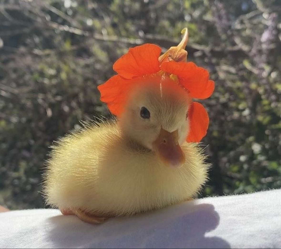 Duck
