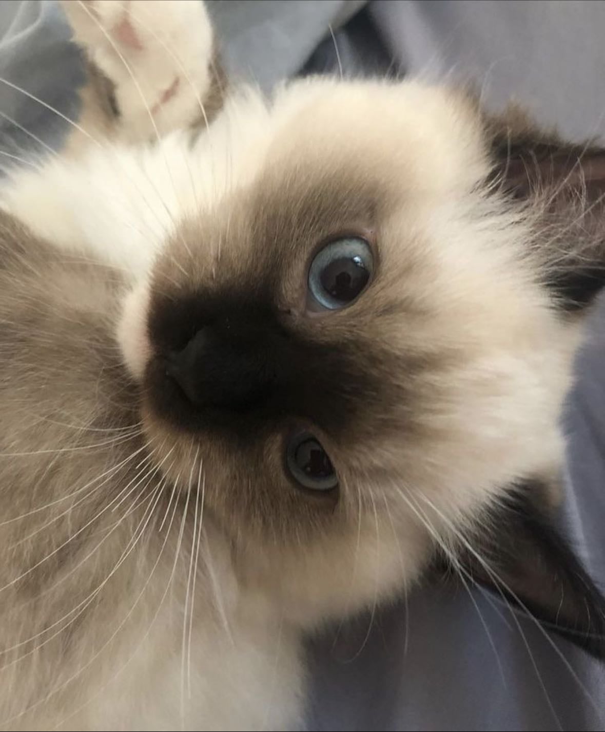Siamese cat