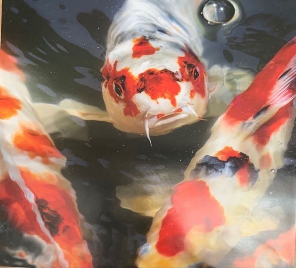 Koi fish
