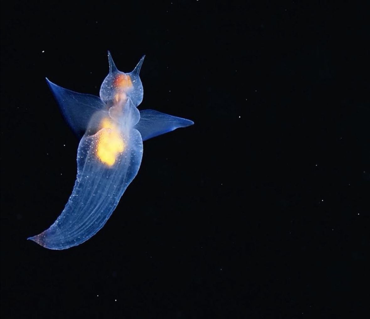 Sea angel