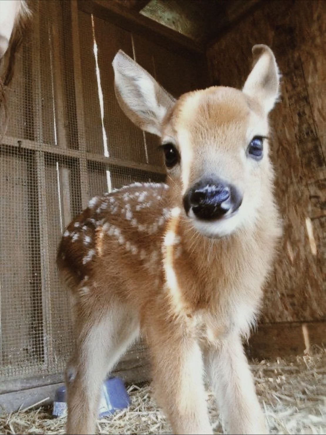 Deer