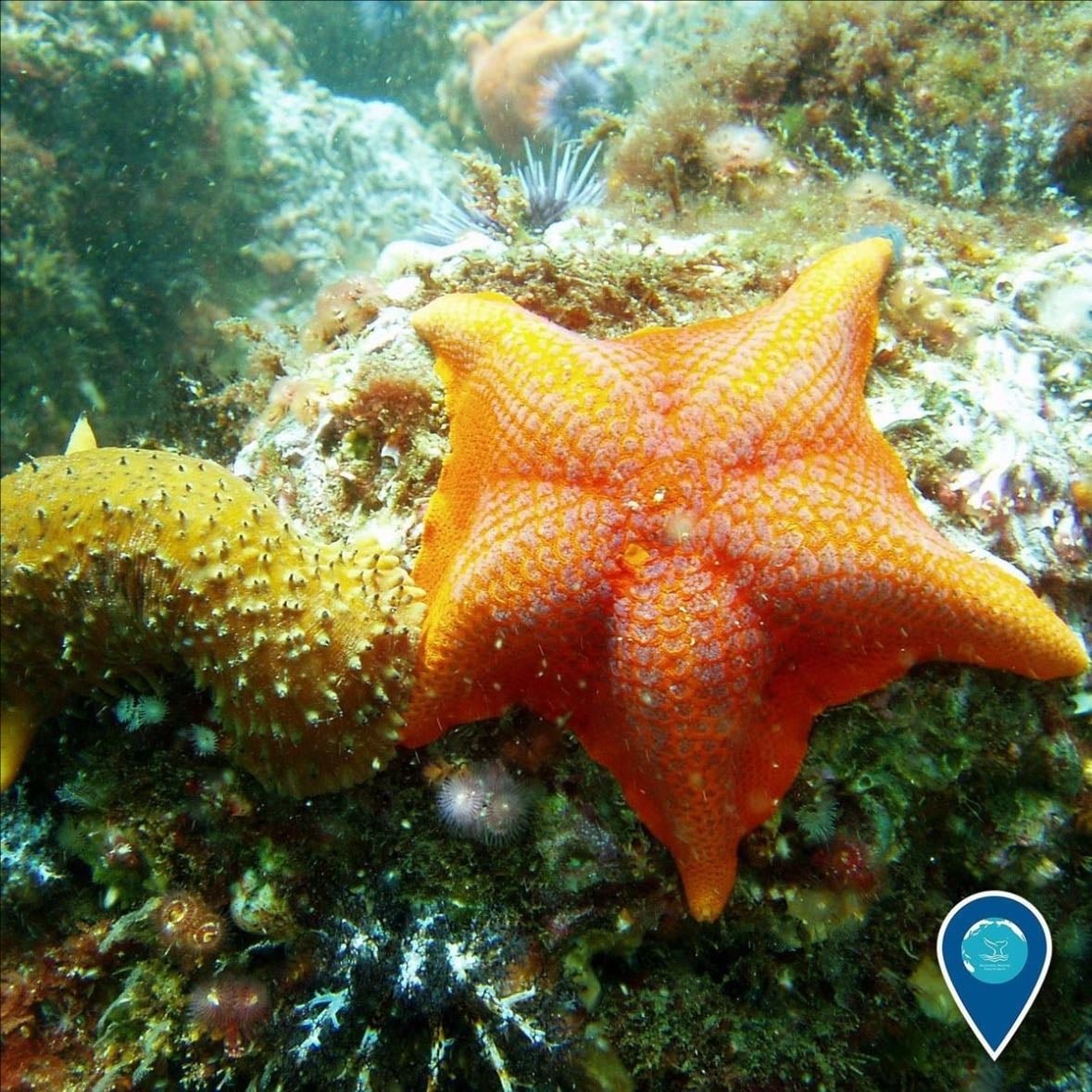 The bat sea star
