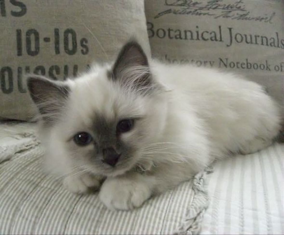 Ragdoll cat