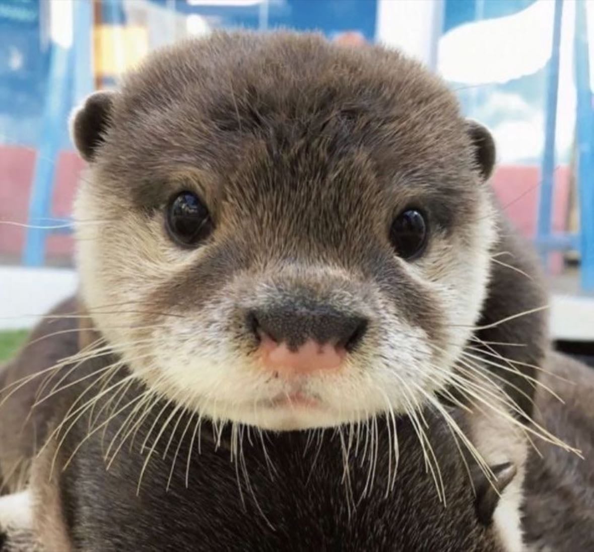 Otter