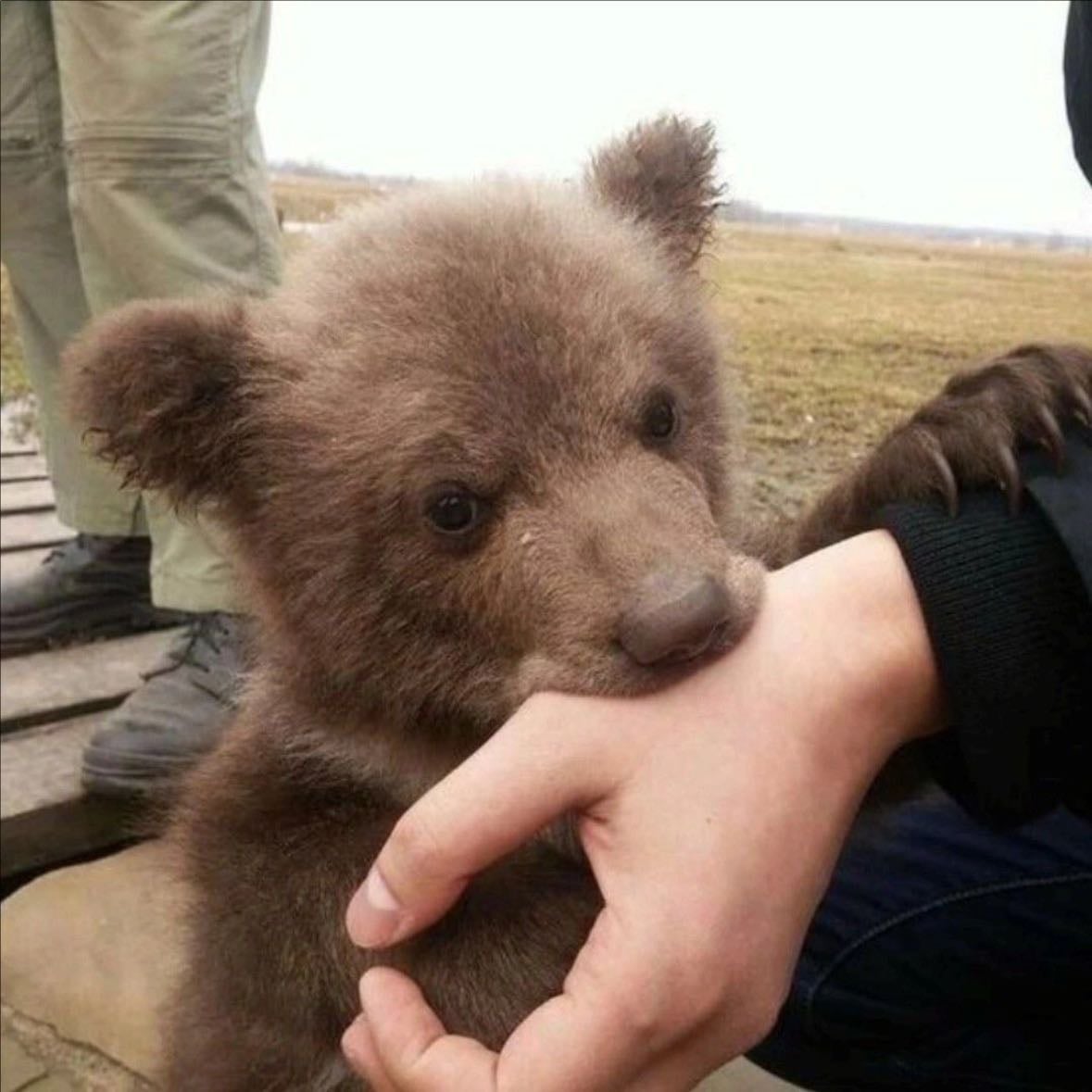 Brown bear