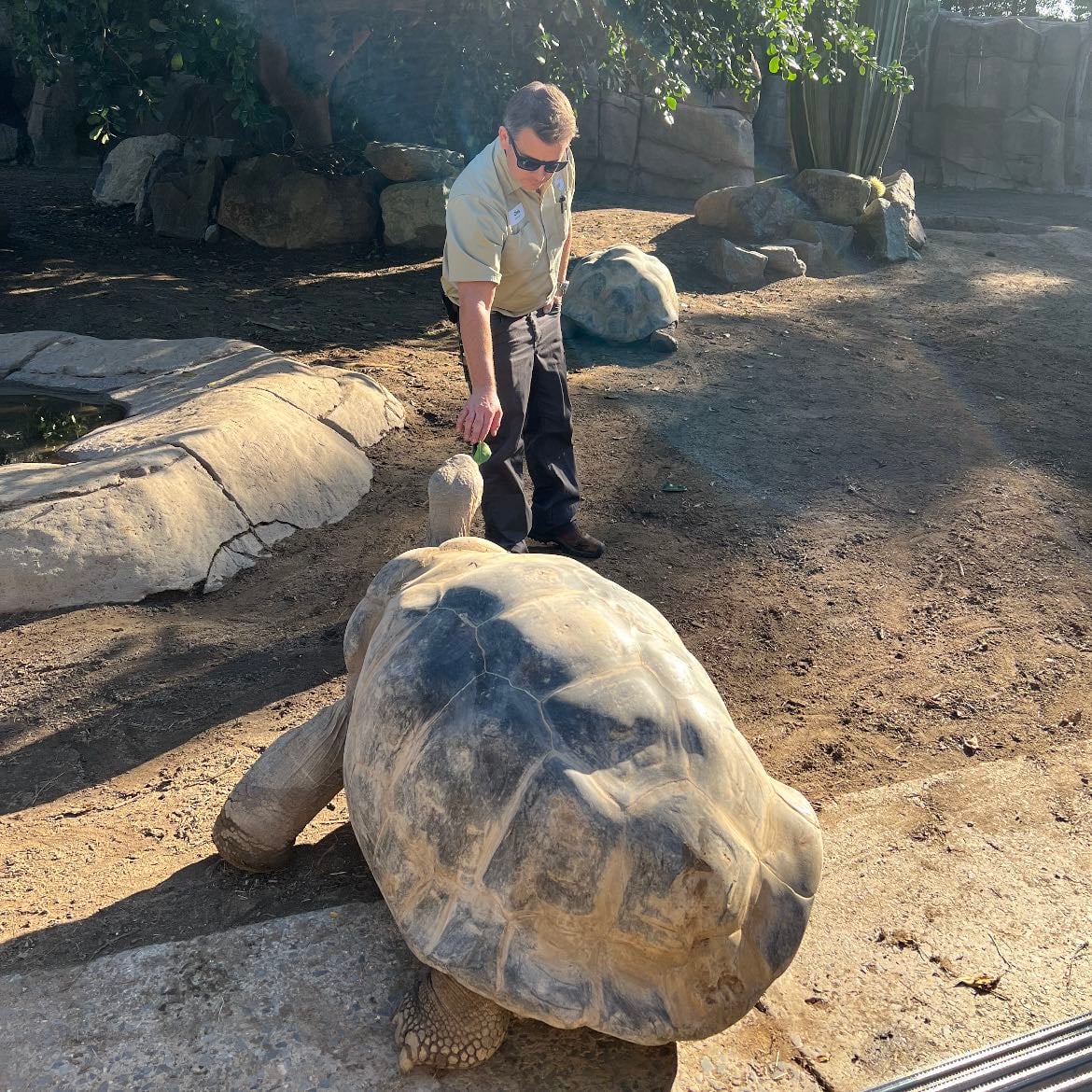 TORTUGA LAÚD🐢 - mi animal favorito, podría pasar horas mirándolas