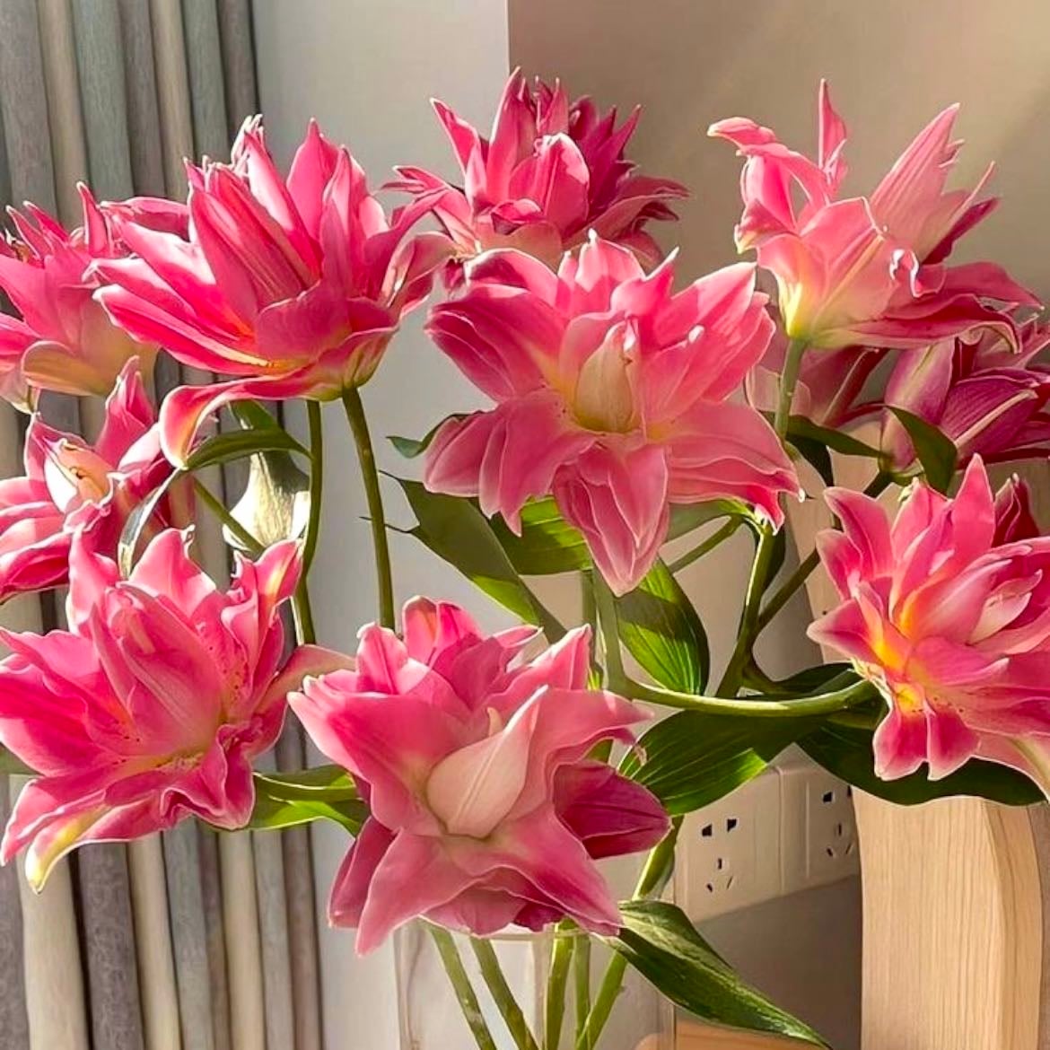 TULIPANES DOBLES/TULIPANES PEONIAS - Son una variedad de tulipán con pétalos adicionales, lo que les da un aspecto más lleno y exuberante, similar al de una peonía.