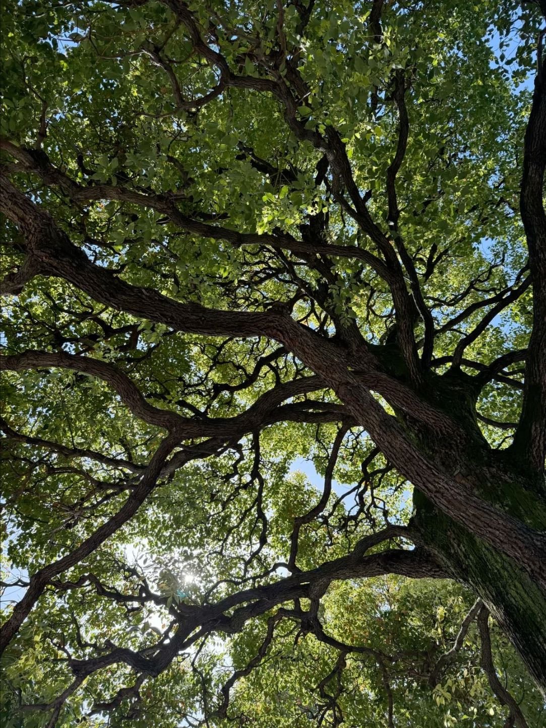 orangutan - i was in my room talking on the phone with a profesor of mine, and i look out the window and saw a orangutan on a tree and my dogs were barking at it.