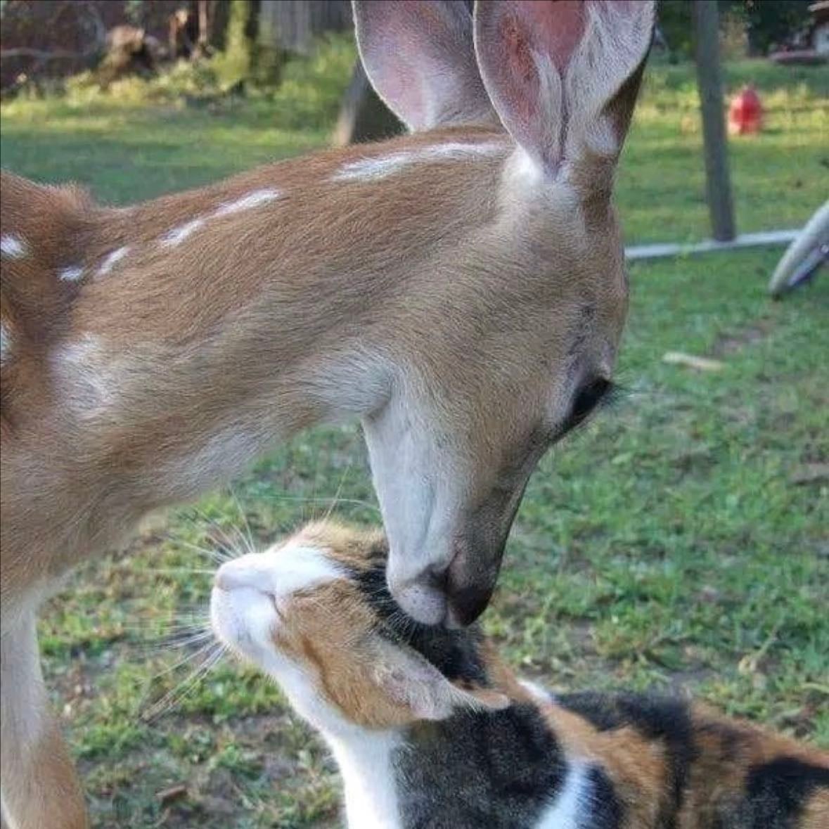 deer & cat - animal alignment