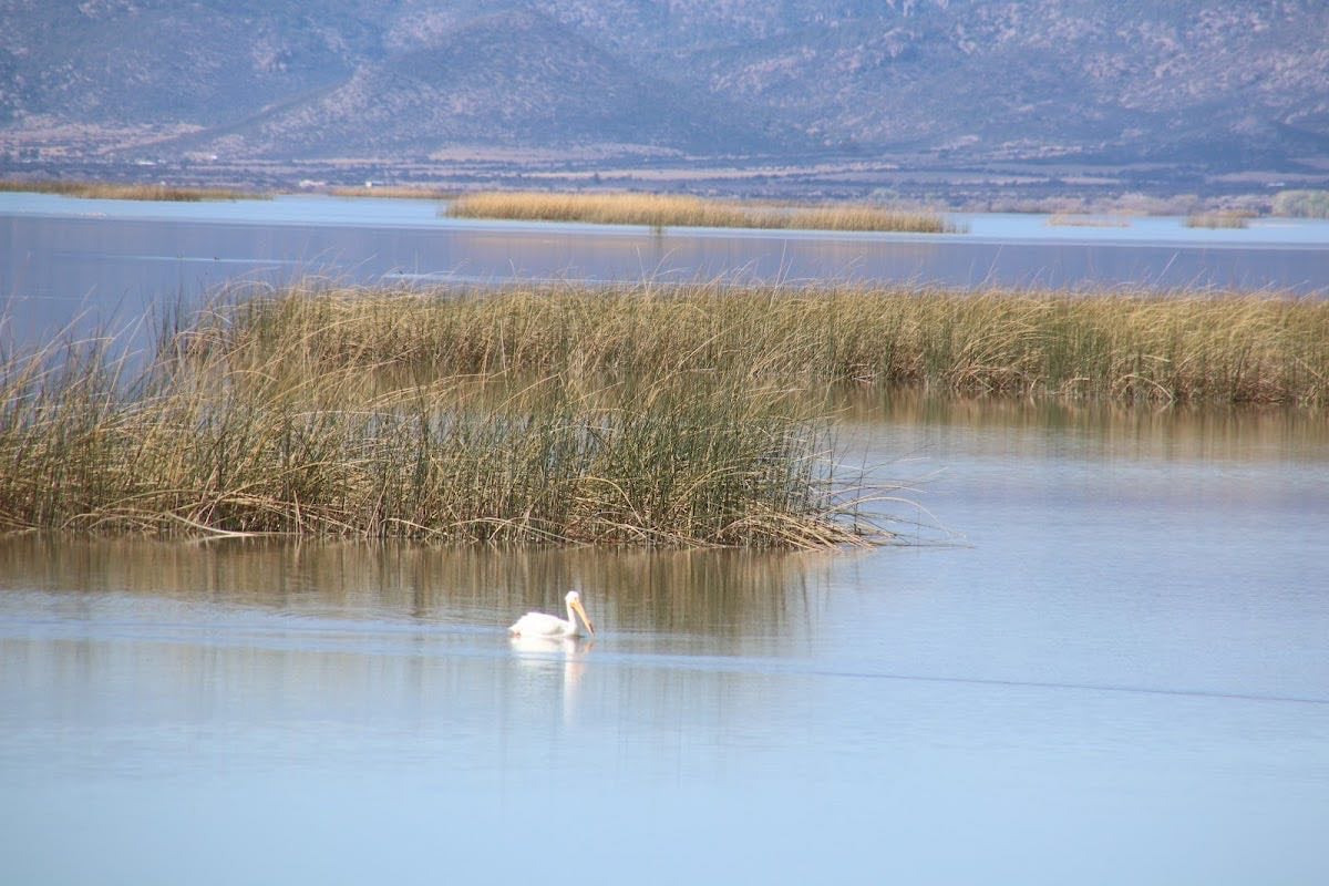 Laguna de Santiaguillo