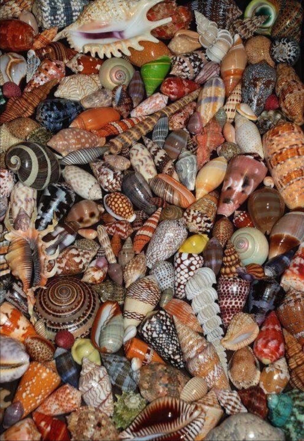 Schelpen creatie