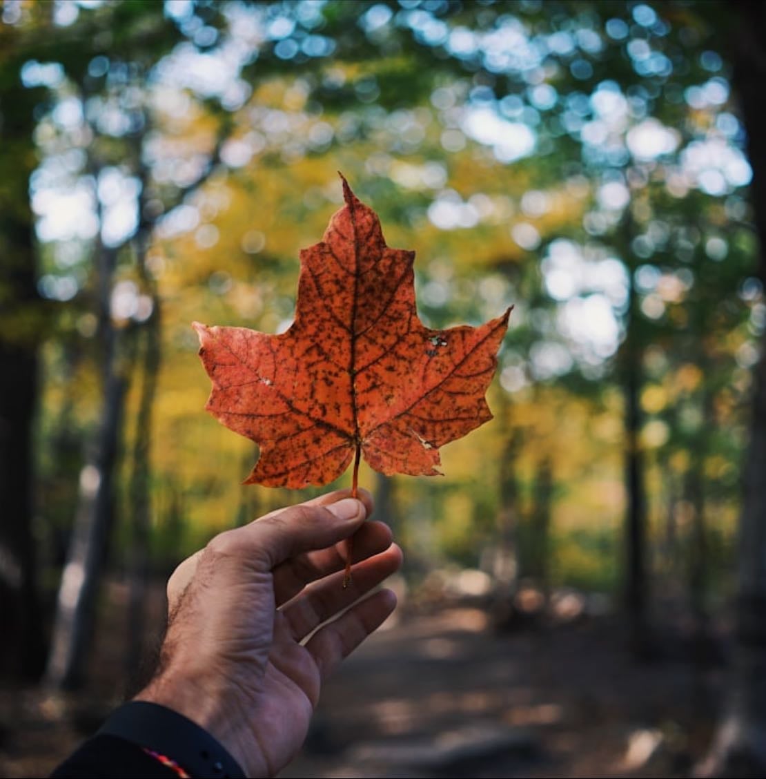 Canada 2026 - Places hypelist by Natalie Witting