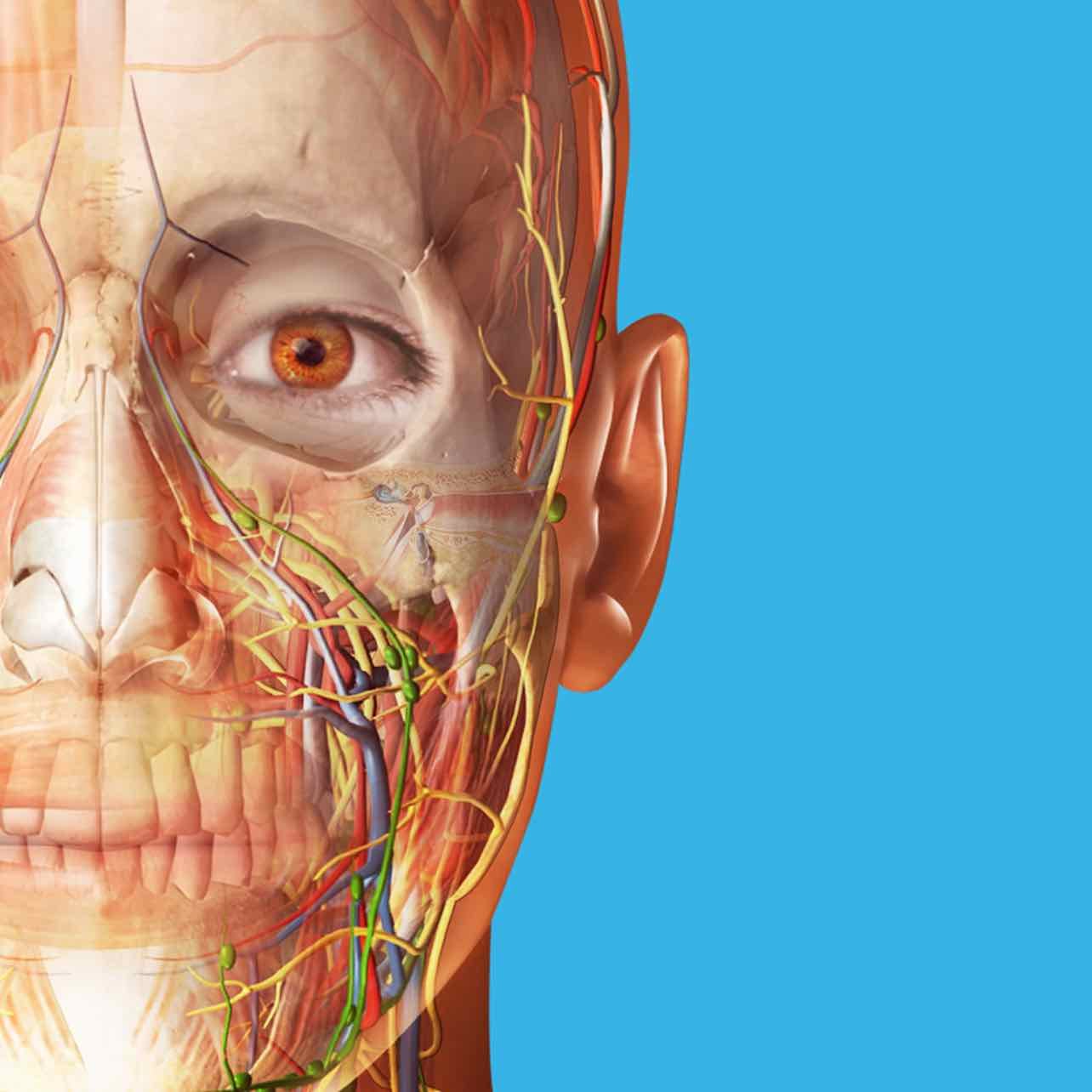 Atlas of human anatomy