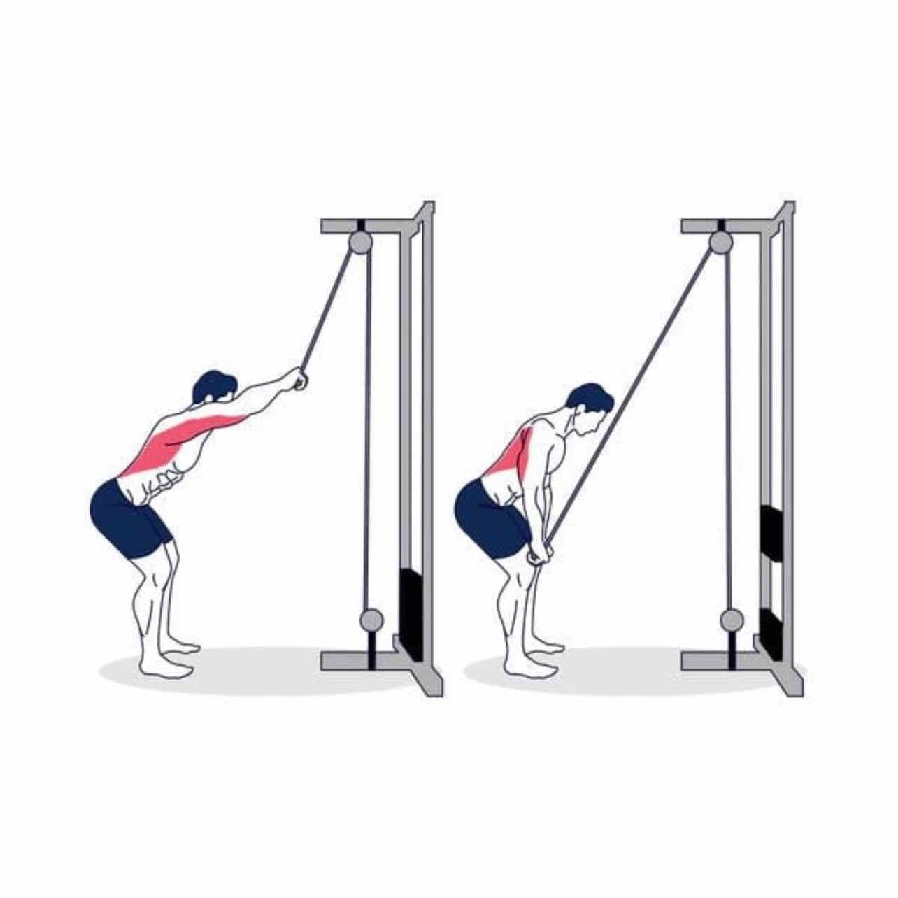 Rope pulldown - Latissimus dorsi, pecs of the chest, triceps, deltoids, rhomboids, levator scapulae.