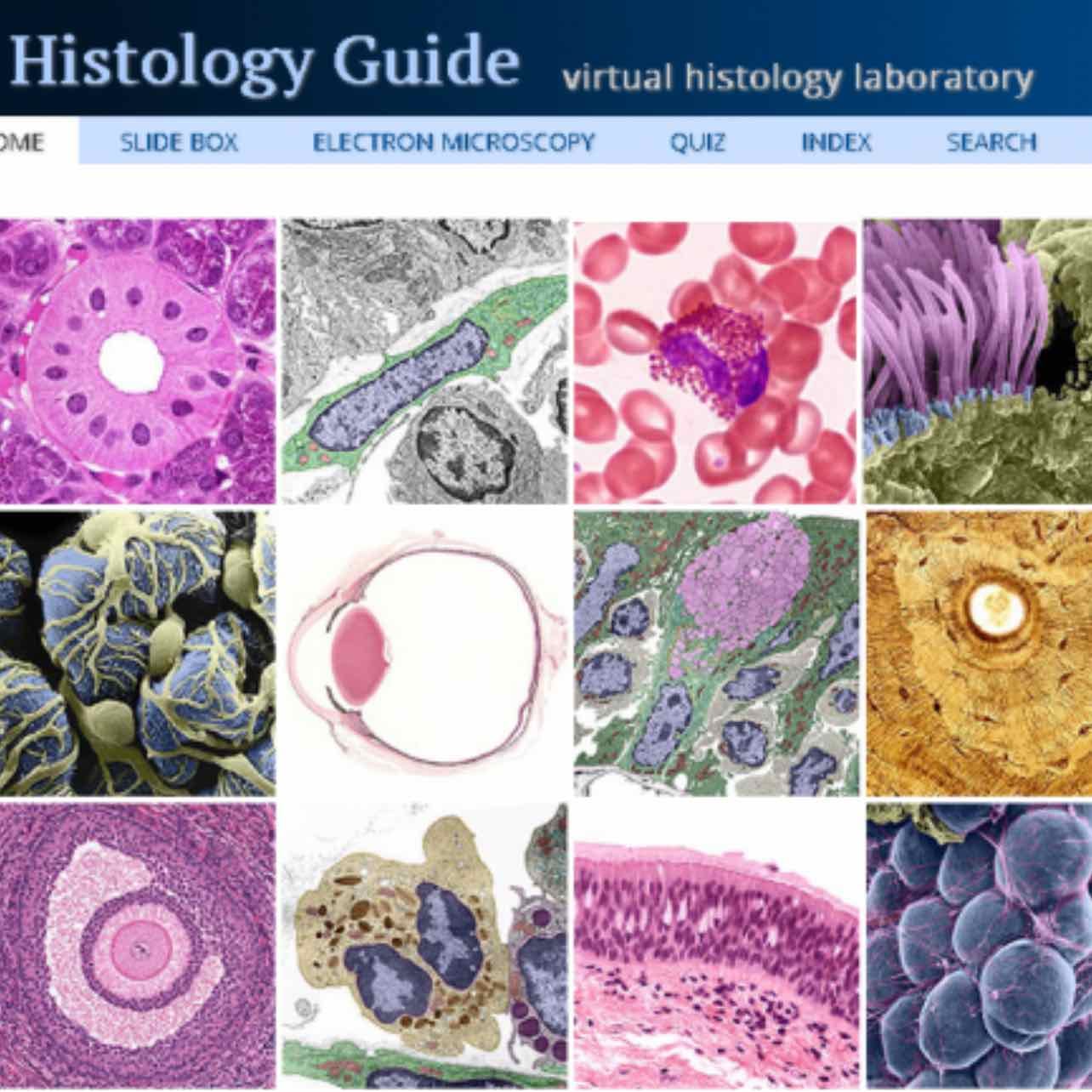 Histology Guide - virtual microscopy laboratory