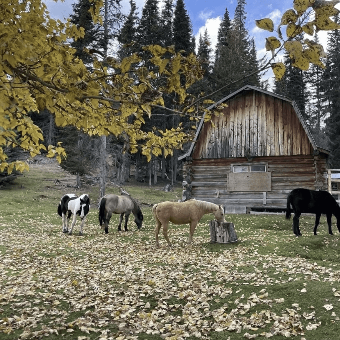 Trip to the farm