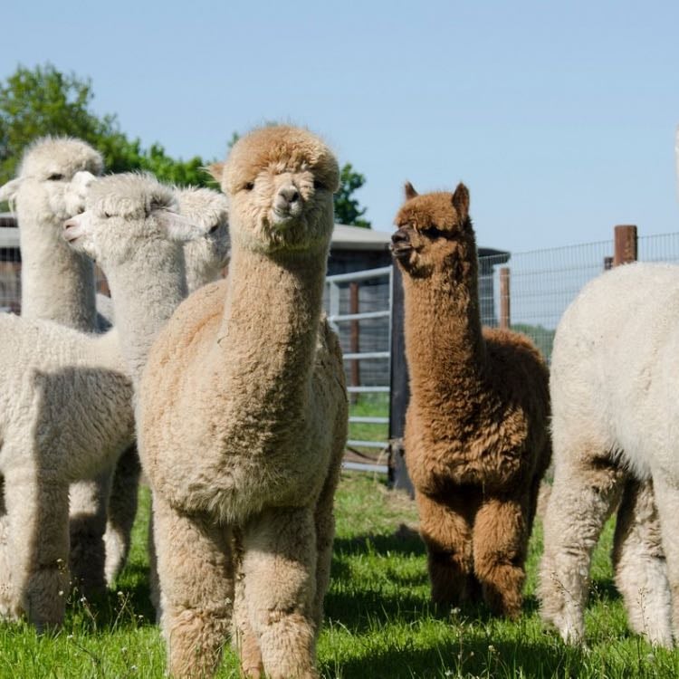 Alpaca café amster